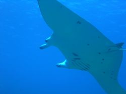 manihi lagoon. i spooked this guy by approaching him from... by Laurence Hegarty 